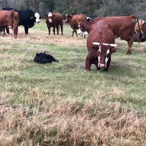 Meet your Posher, Aimee